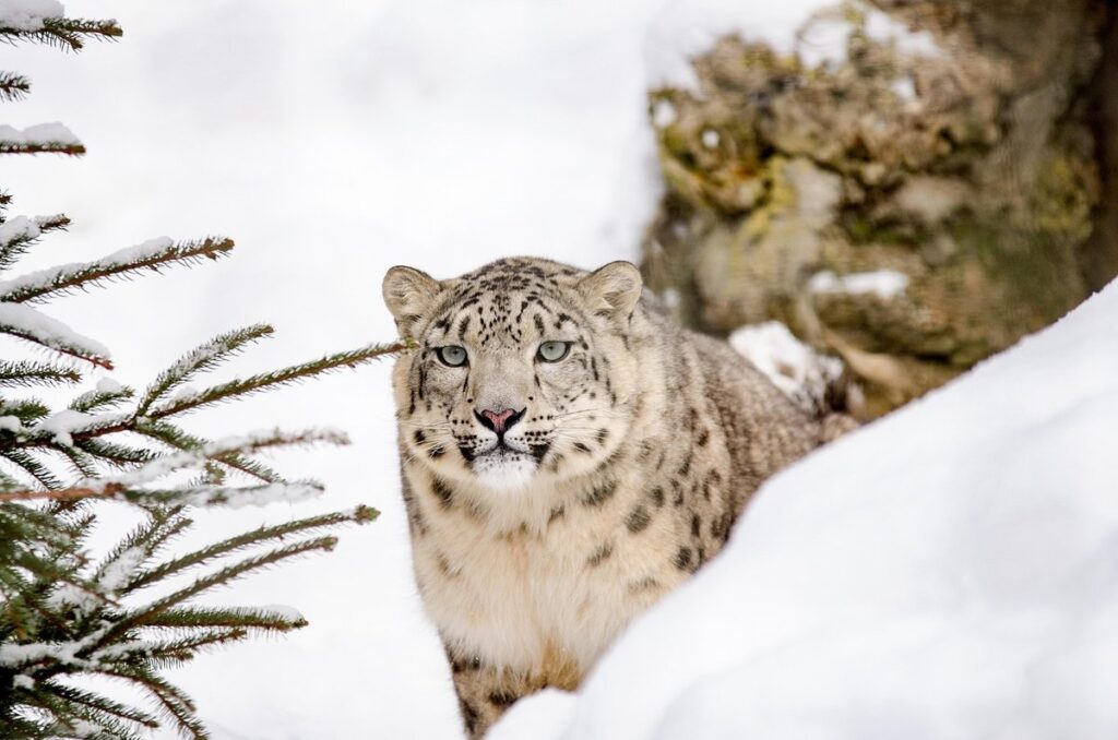 Leopard sketch
