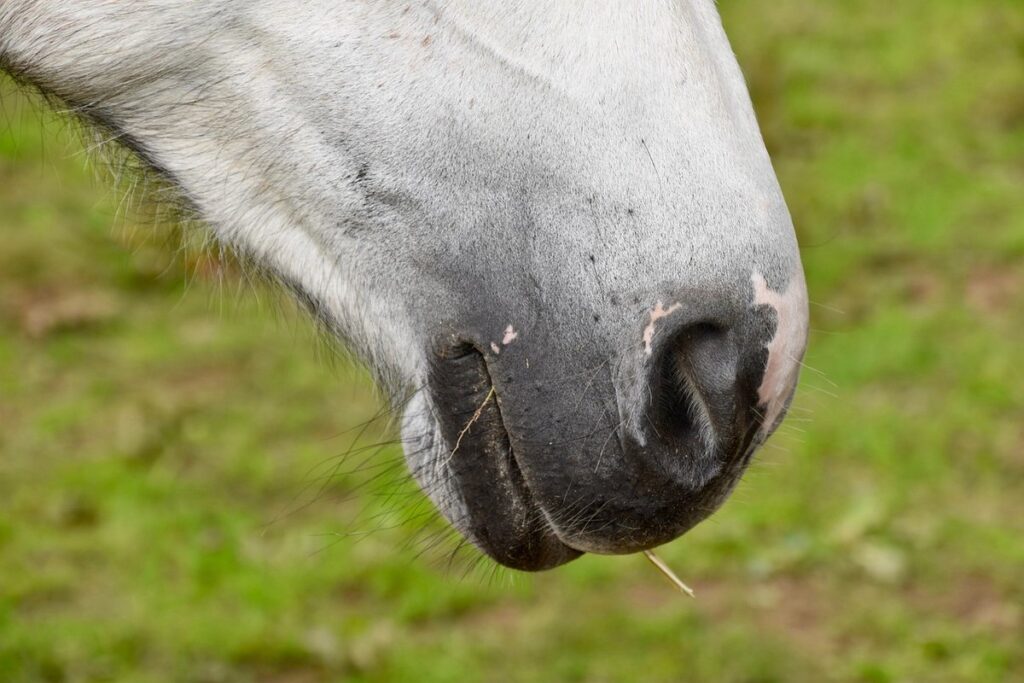 nostril drawing