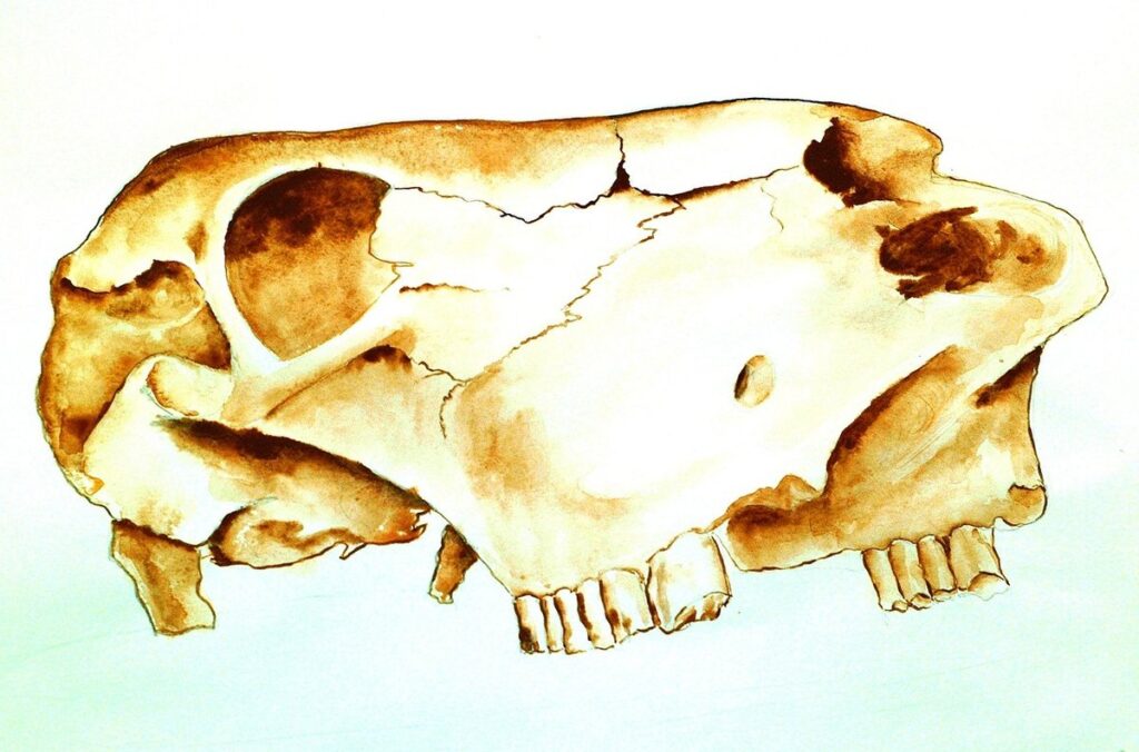 skull drawing