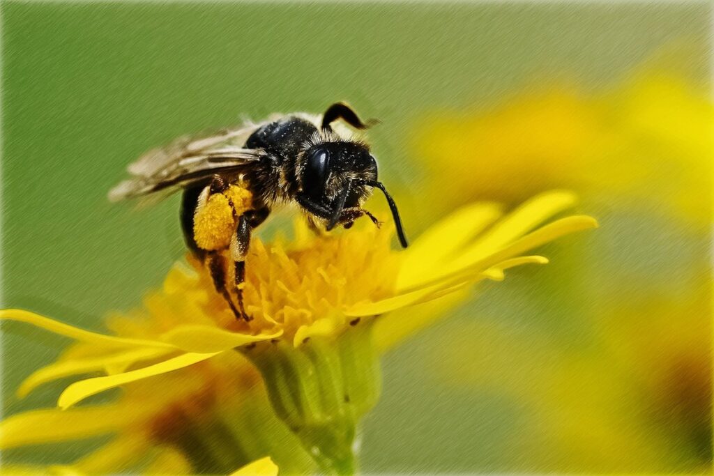 Bee drawing