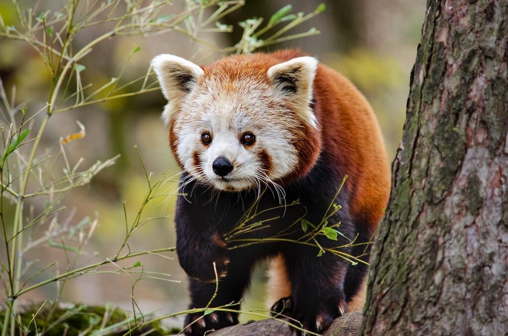 Chibi panda