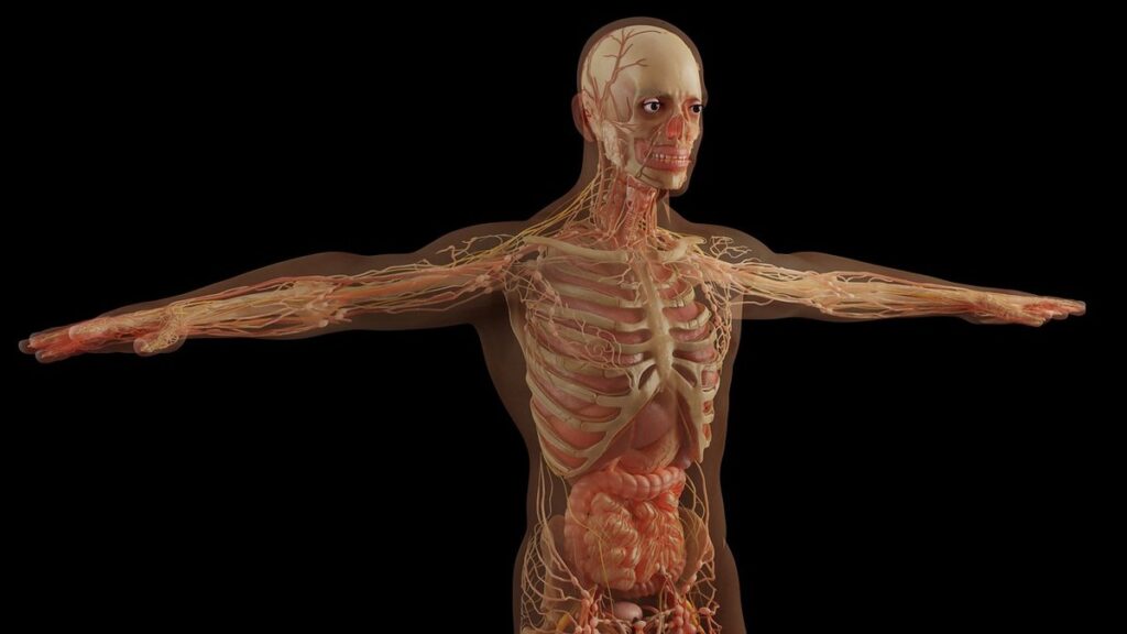 how to draw human body anatomy