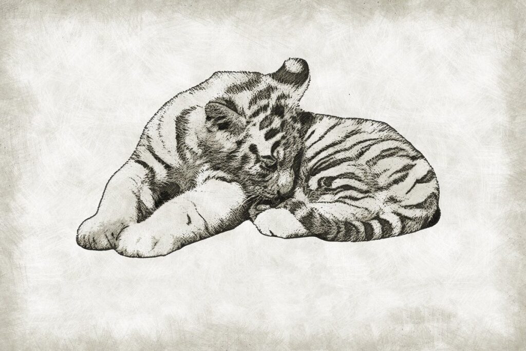 how to sketch tiger