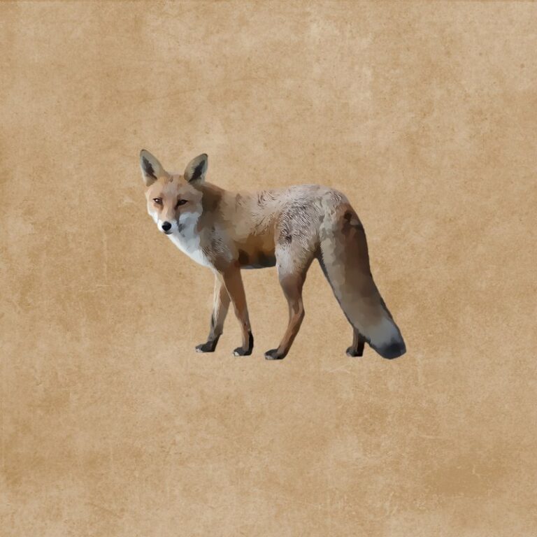 how to draw a fox