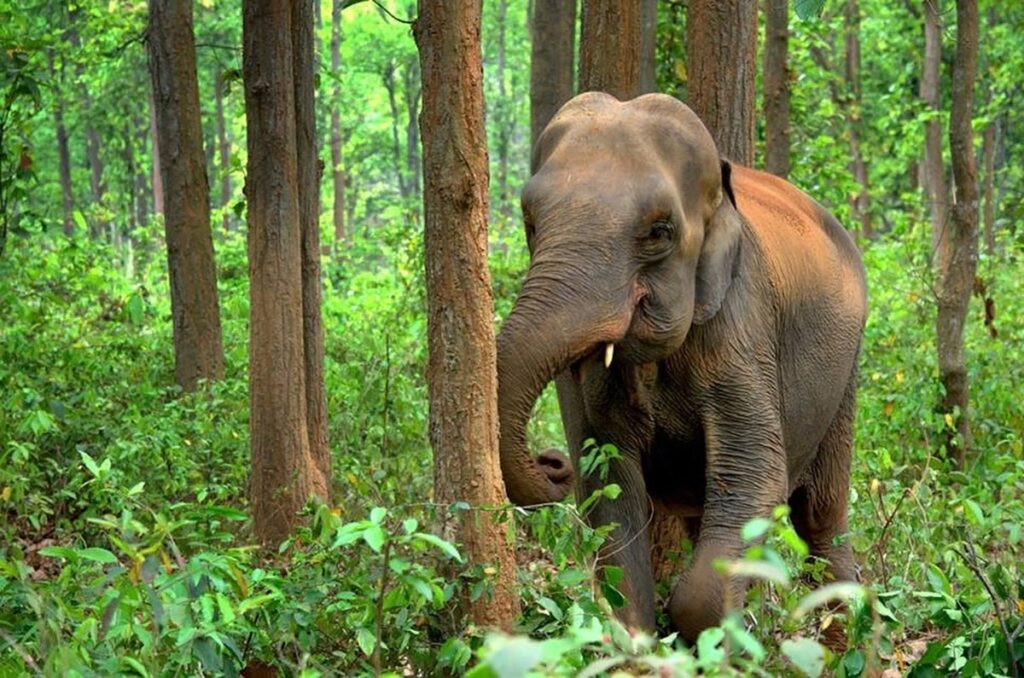 how to sketch an elephant