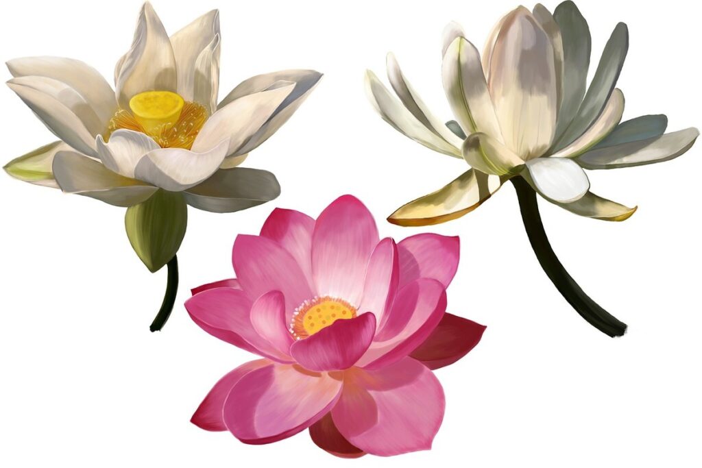 sketch of a lotus flower