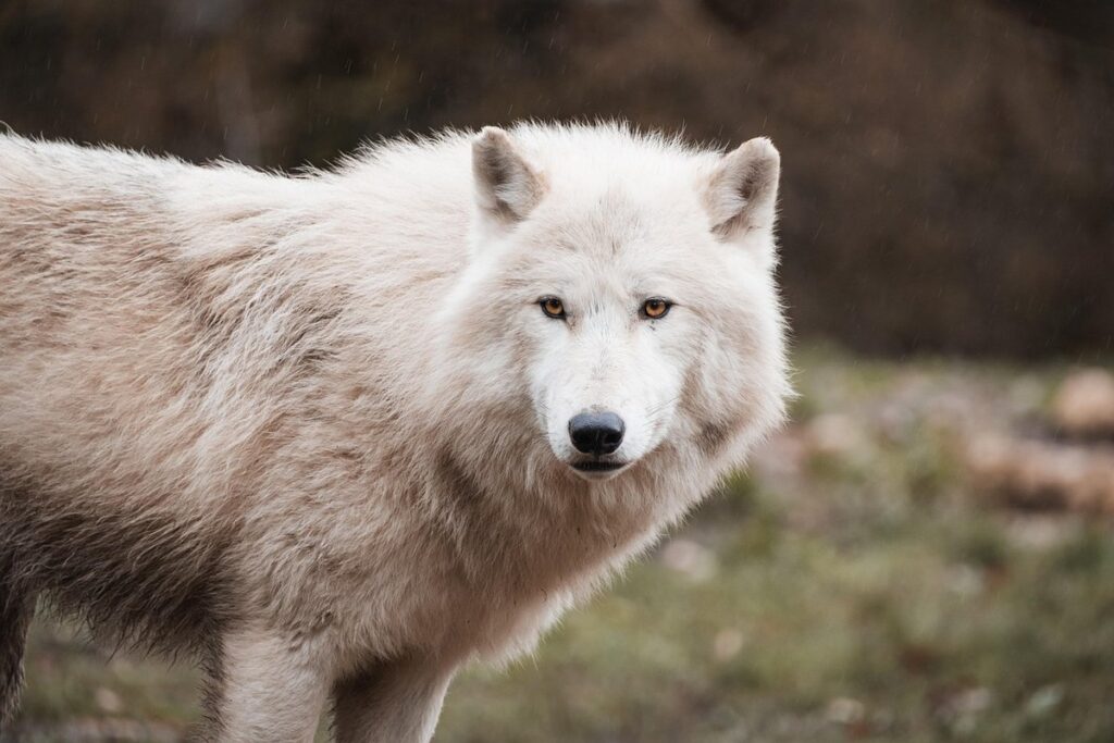 wolf drawing easy